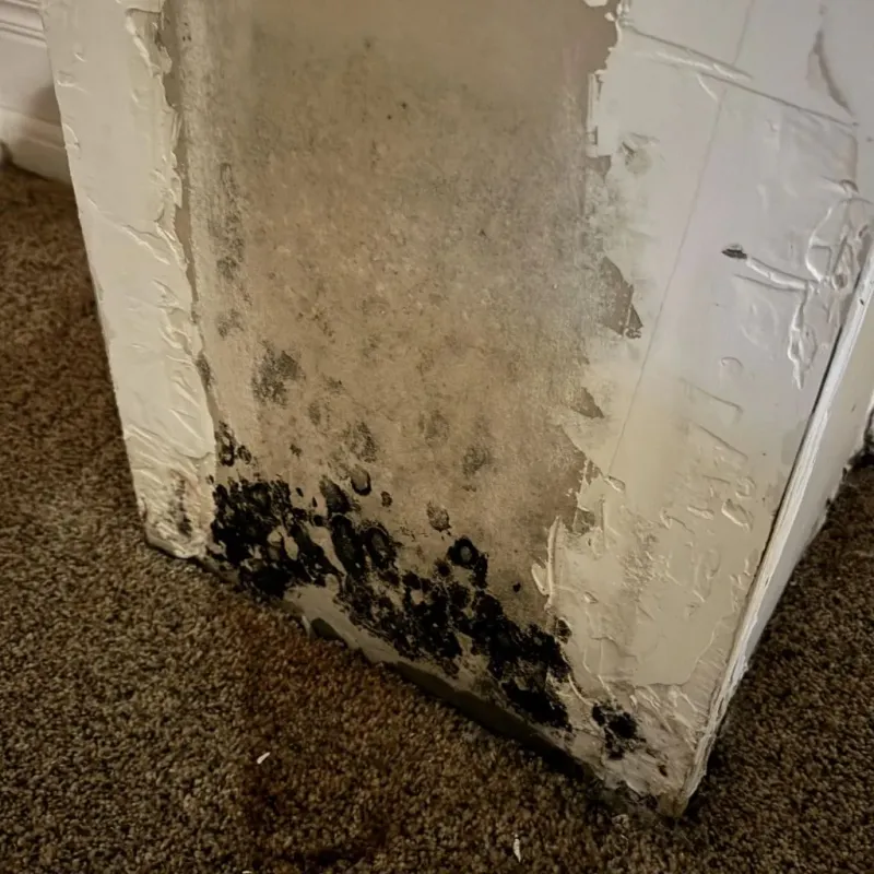 Professional Mold Removal in Caliente, NV